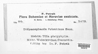 Image of Paraconiothyrium tiliae